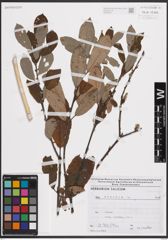 Foto von Salix cinerea L.